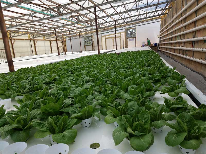 Hydroponics Farm, Dishon Village