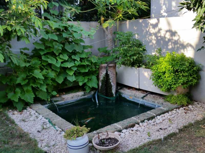 Aquaponic system for your backyard
