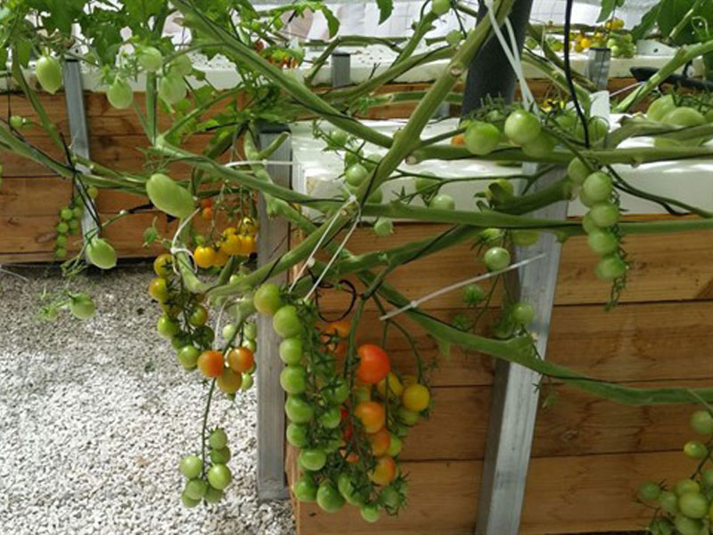 Tomatoes growing on DWC hydroponics system