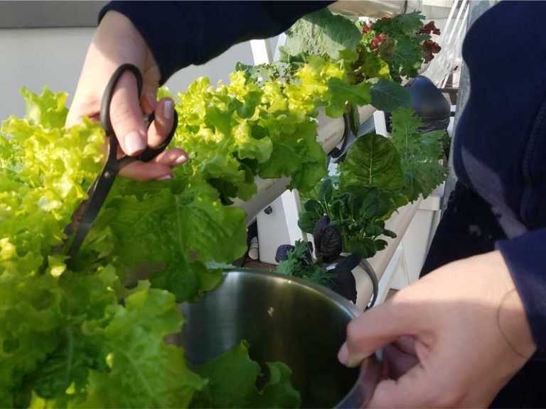 Urban garden in the office – eBay Netanya