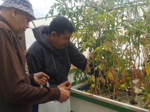 Hydroponic gardening as a natural therapy